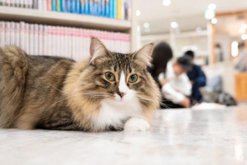 猫カフェ