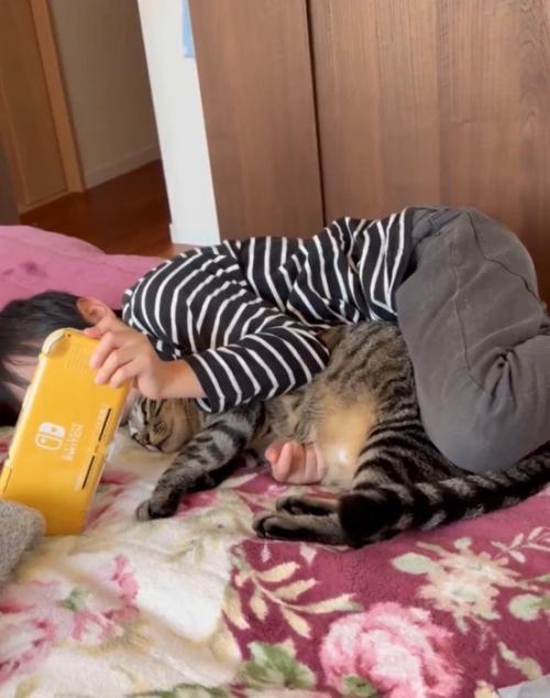 しっぽを動かす猫