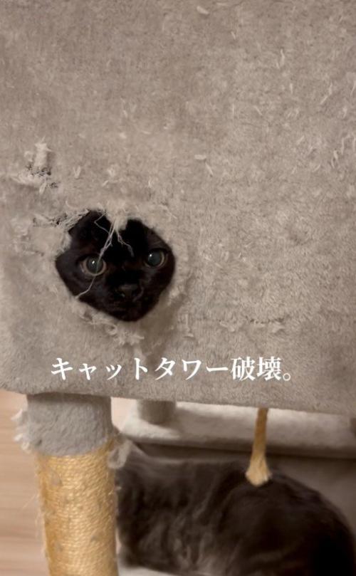 穴から顔を出している猫