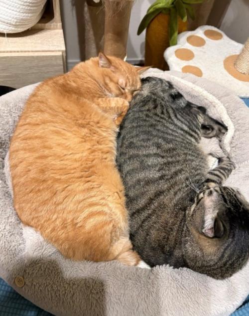 寄り添って眠る猫