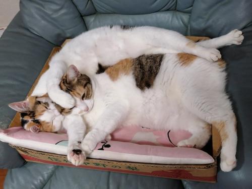 仲良し三毛猫姉妹