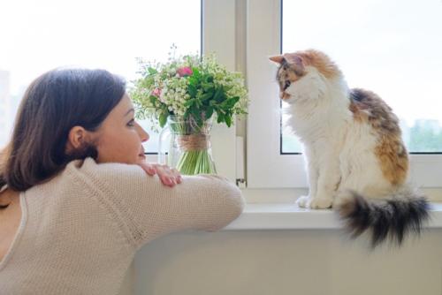 顔を見る猫