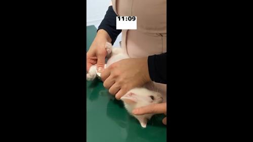 なでなで