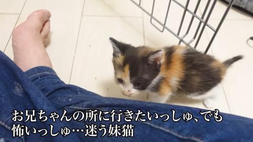 保護主さんのそばにやってきた妹猫