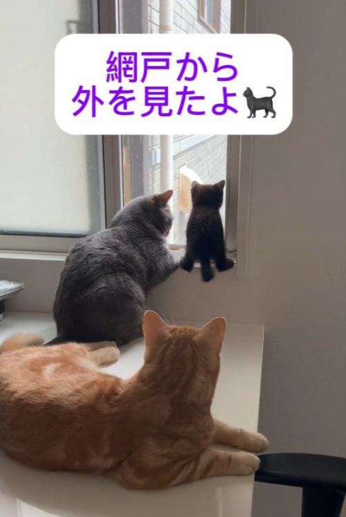 窓際にいる3匹の猫