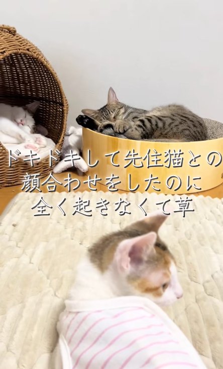 奥で寝ている2匹の猫と右を向く子猫(子猫ピンボケ)