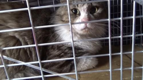捕獲器の中にいる猫