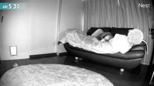 人の上で寝る猫