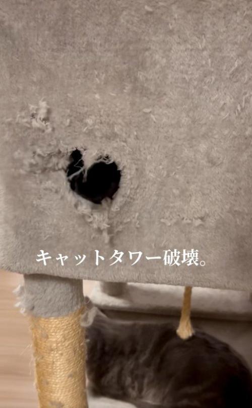 キャットタワー