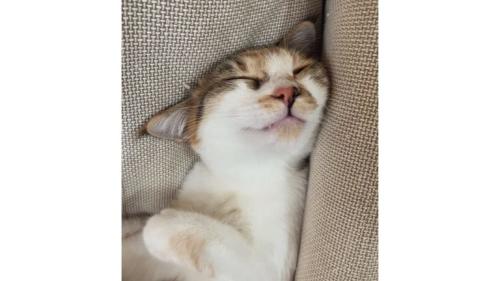 眠っている猫