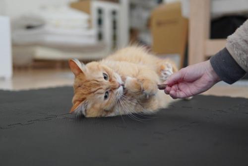 マタタビの枝