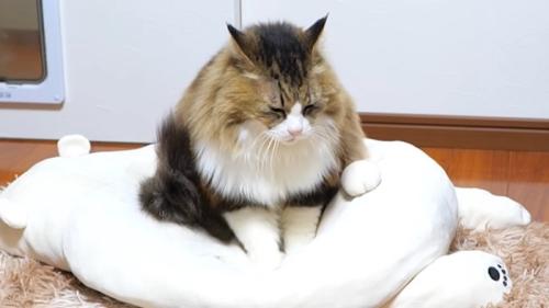 クッションに乗る猫