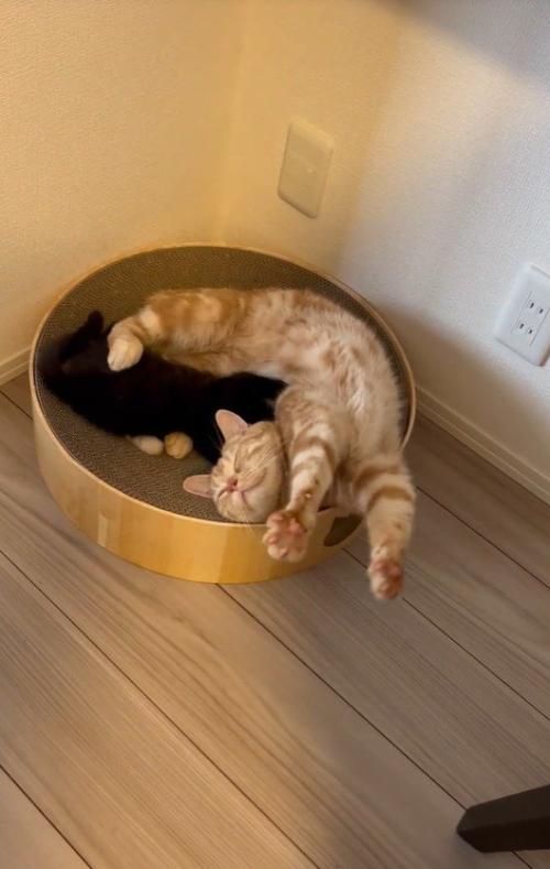 寝ている猫と子猫