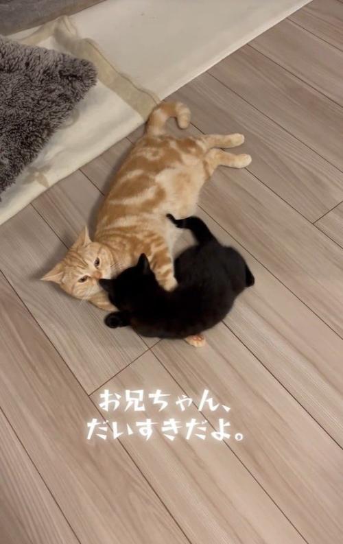 毛づくろいをしている猫と子猫