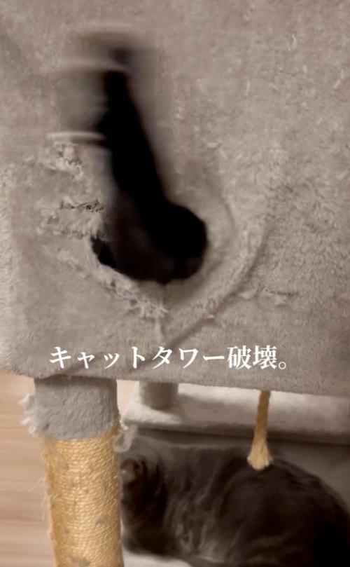 穴から腕を出している猫