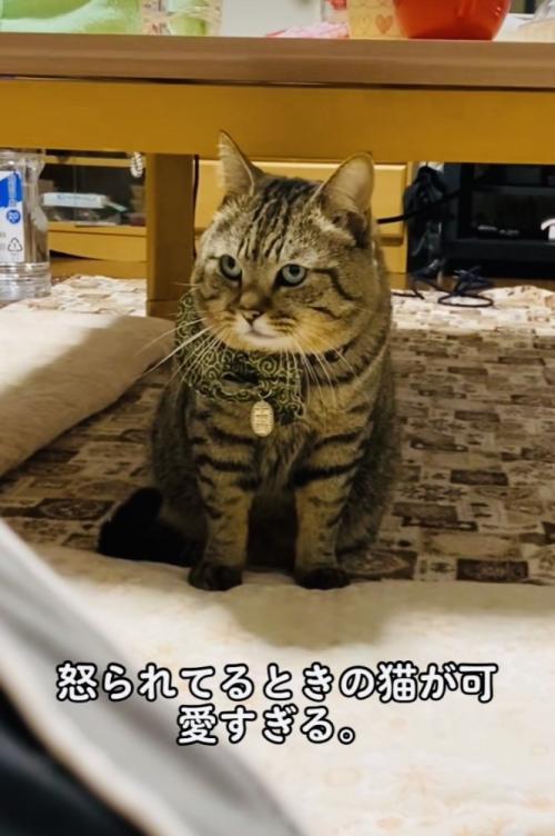 飼い主に叱られるキジトラ猫