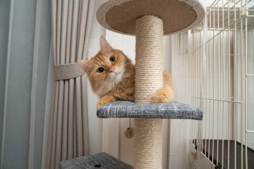キャットタワーで遊ぶ猫