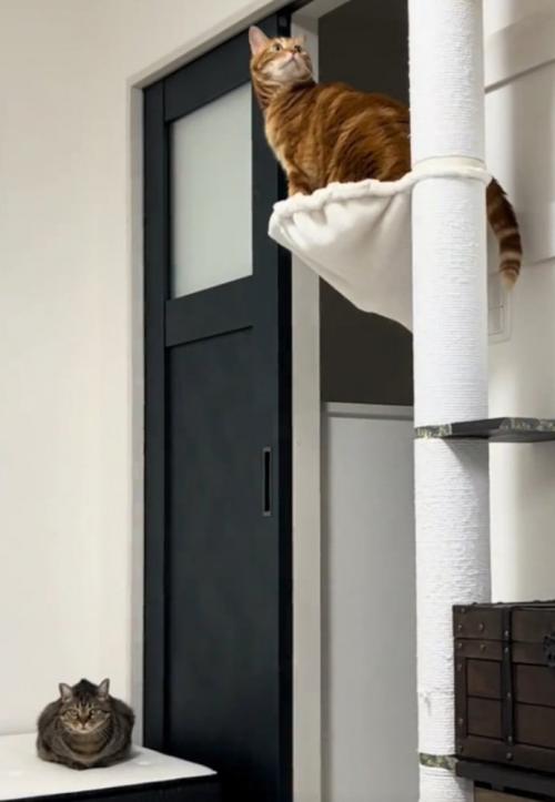 キャットタワーに登り切った猫