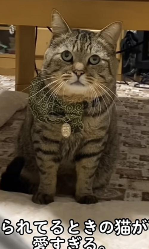 飼い主に叱られるキジトラ猫