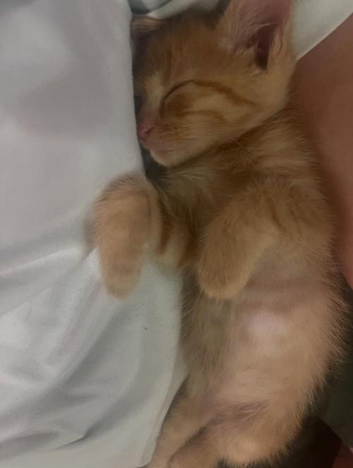 抱っこされて寝る子猫