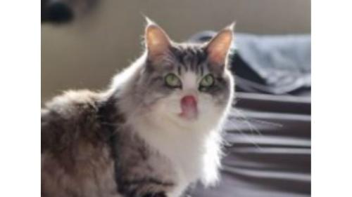 室内にいる猫
