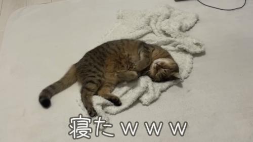 「寝たwww」のテロップ写真