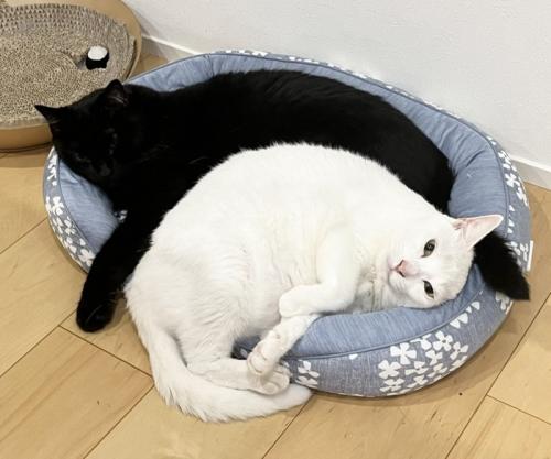 仲良しな2匹