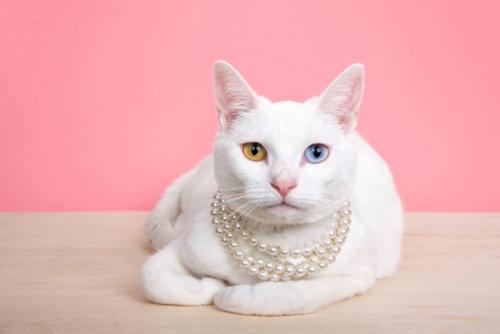 真珠のネックレスをする猫