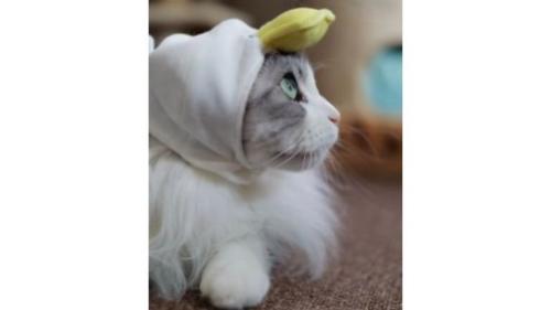 被り物をつけている猫