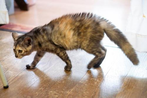 警戒中の猫