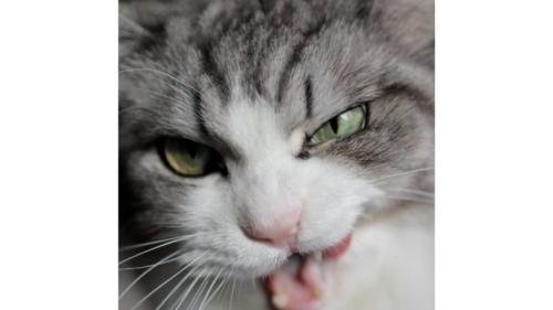 猫の顔