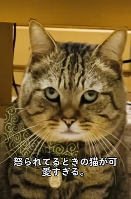 飼い主に叱られるキジトラ猫