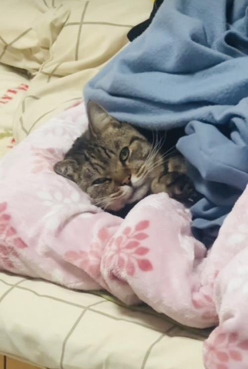 毛布に入って横になるキジトラ猫