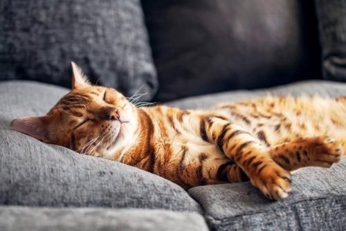 ソファーで眠っている猫