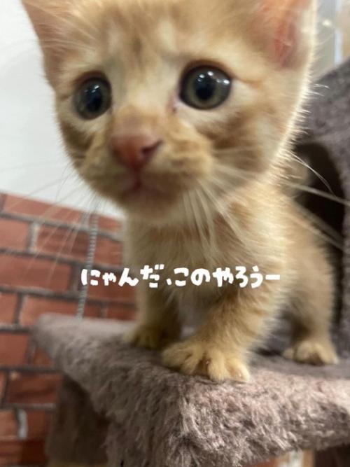 子猫の顔
