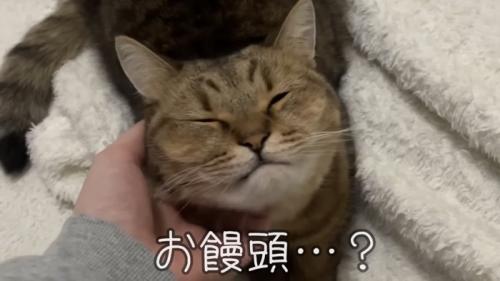 「お饅頭...?」のテロップ写真