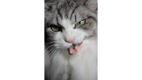 猫の顔
