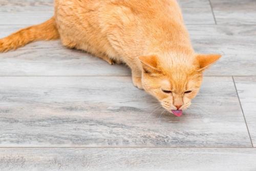 咳き込む猫