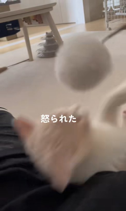 猫じゃらしをひっくり返って見上げているピンぼけした猫