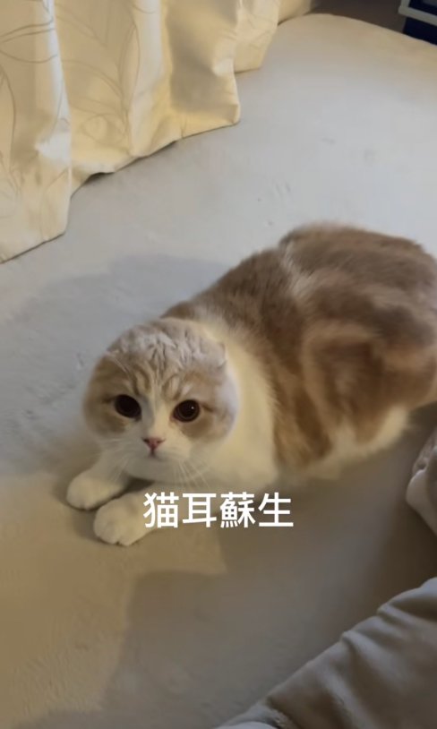 耳がなくなっている猫「猫耳蘇生」