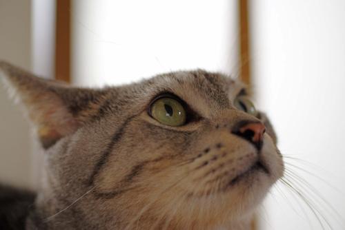 集中する猫