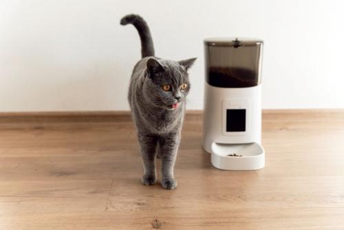 自動給餌器の横に立つ猫