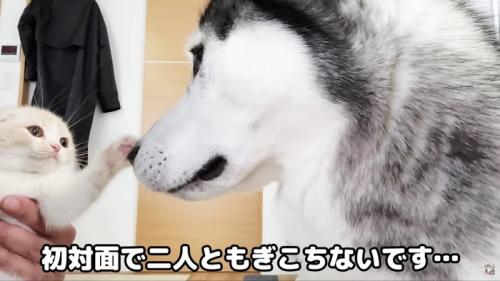 初対面の二匹