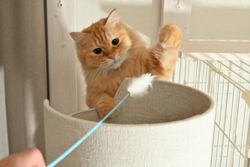 猫じゃらしで遊ぶ猫