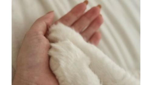 女性と猫の手