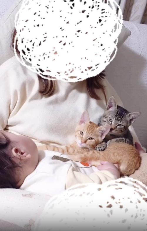 赤ちゃんと2匹の子猫
