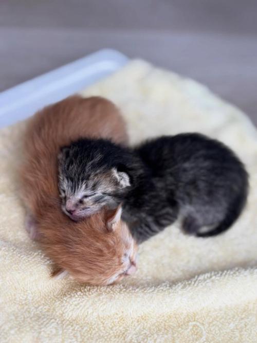 2匹の子猫