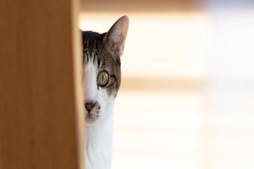 物陰からこちらを見ている猫