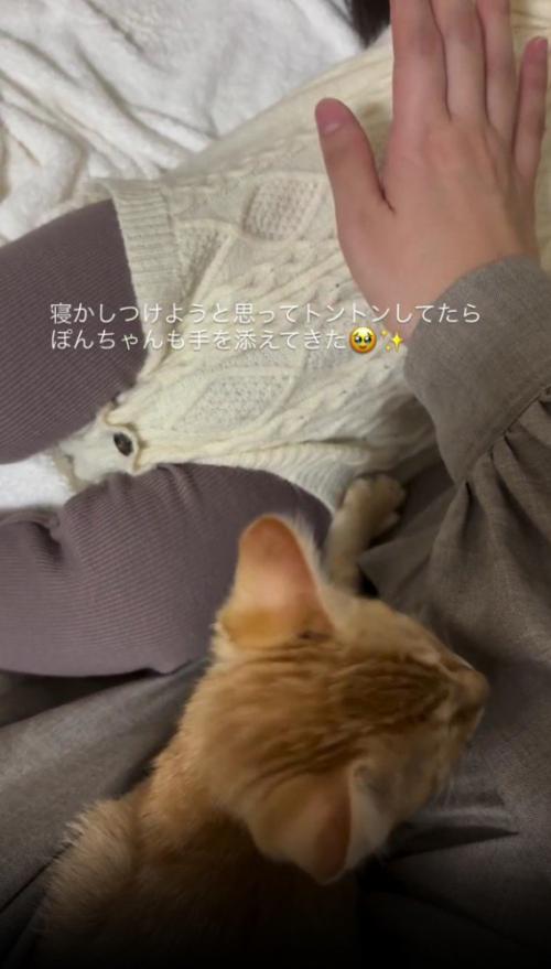 赤ちゃんを寝かしつける子猫