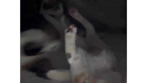 こたつの中にいる子猫